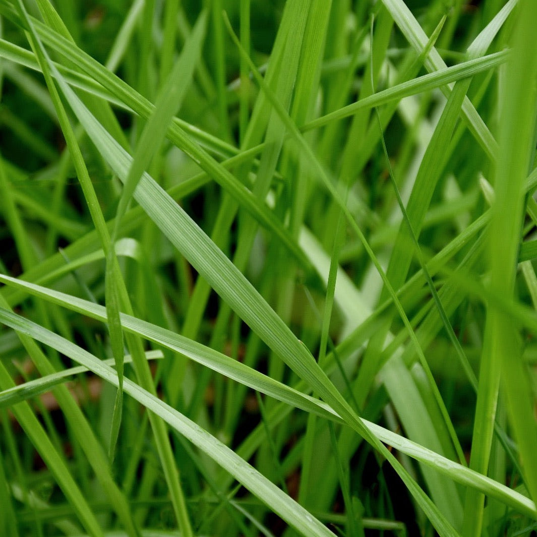 Perennial Rye Grass