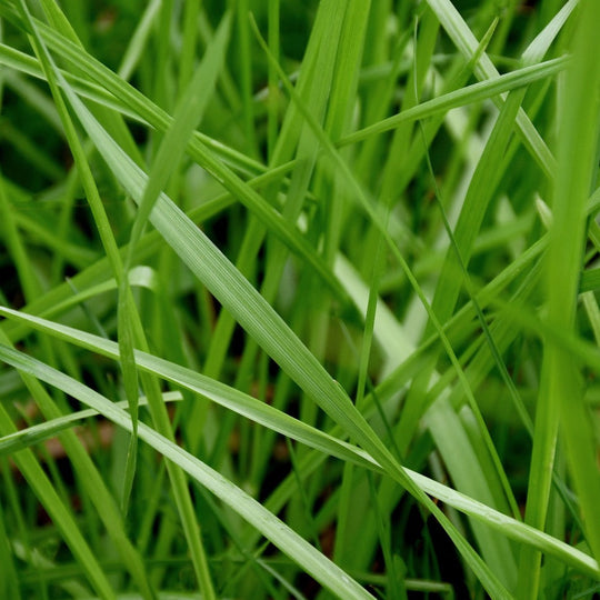 Perennial Rye Grass