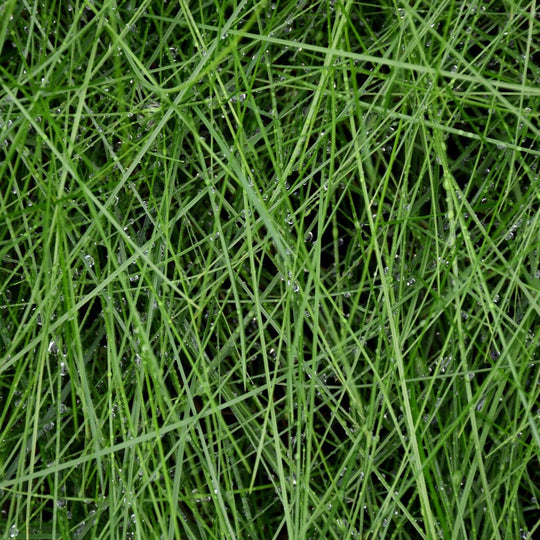 Boreal Creeping Red Fescue