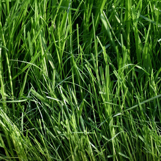 Sandy Soil Mix