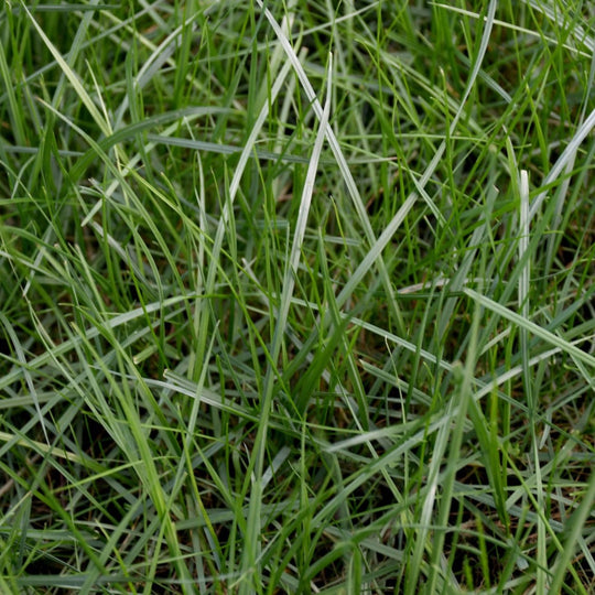 Premium Sod Overseeder Mix with Tazo