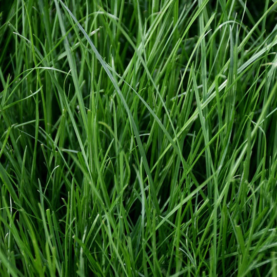 3-Way Perennial Ryegrass