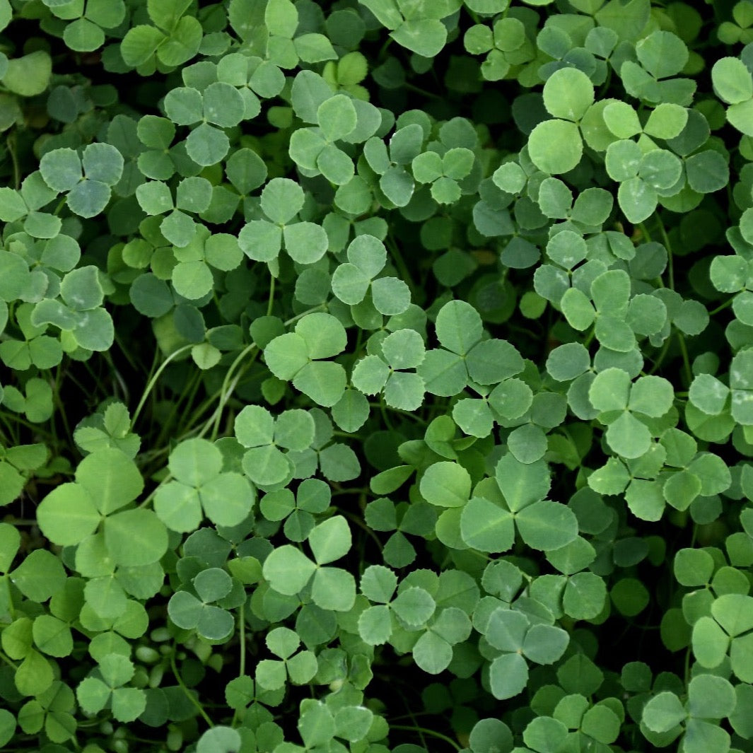 Dutch White Clover