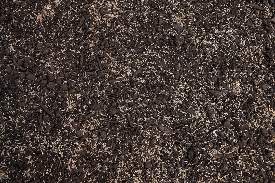 Boreal Creeping Red Fescue