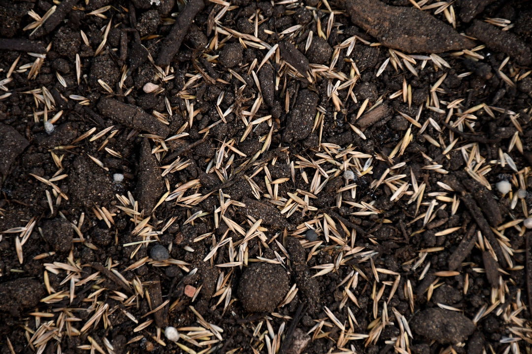 Boreal Creeping Red Fescue