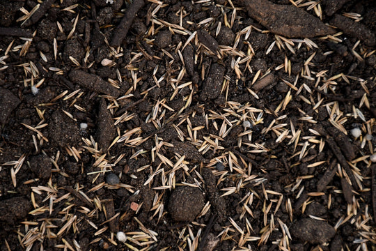 Boreal Creeping Red Fescue
