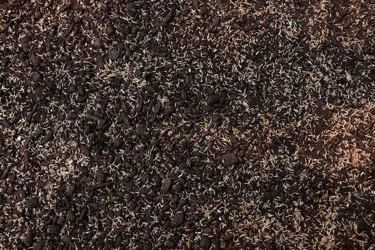 Fine Fescue Mix