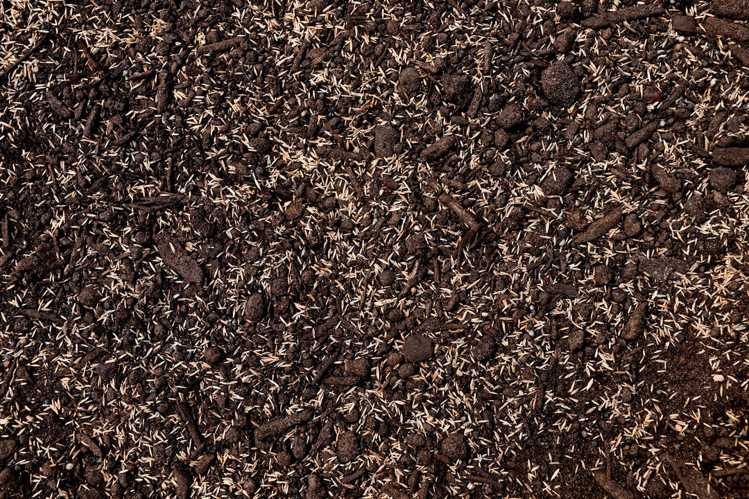 Low Grow No Mow Mix - Four Fescue with Tazo