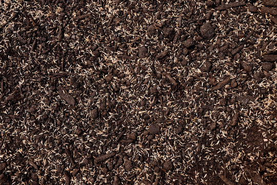 Low Grow No Mow Mix - Four Fescue with Tazo