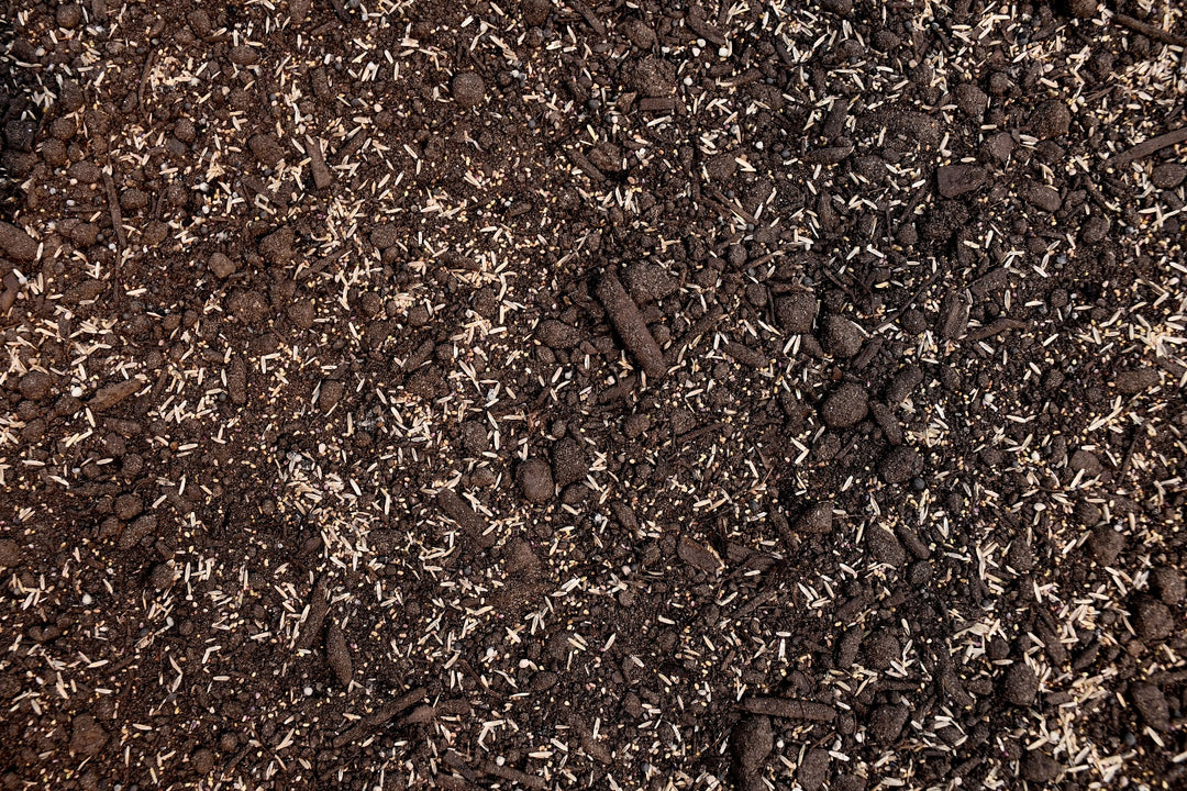 Perennial Deer Plot Mix