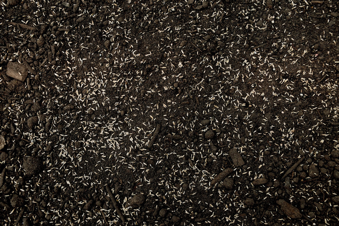 Perennial Rye Grass