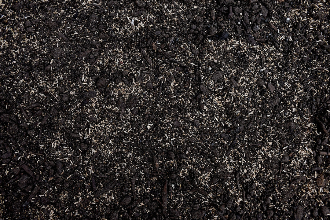 Premium Sod Overseeder Mix with Tazo