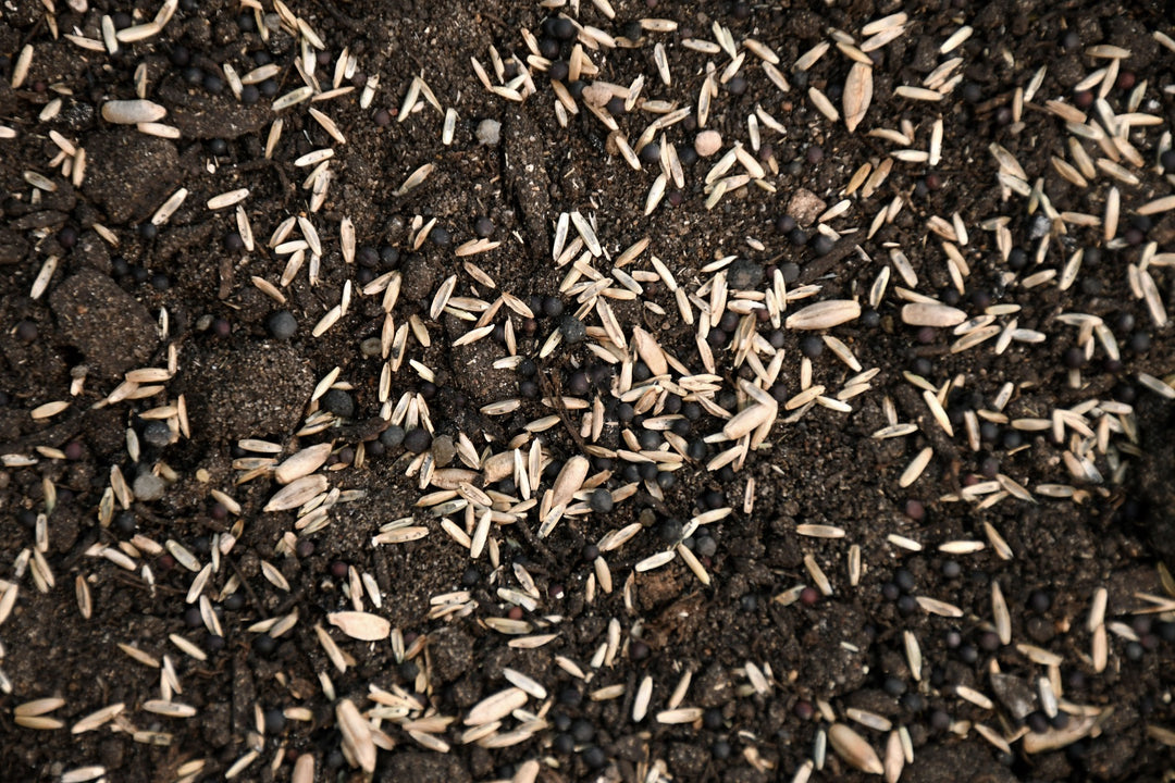 Annual Deer Plot Mix
