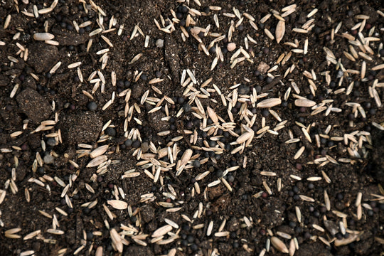 Annual Deer Plot Mix