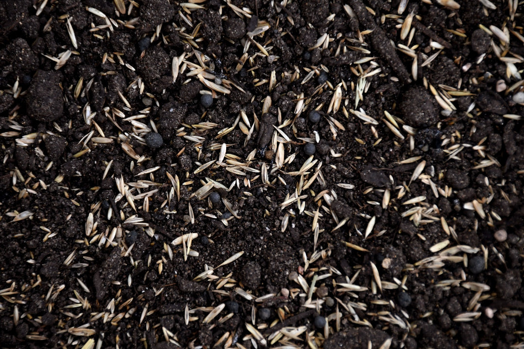 Country Lawn Mix