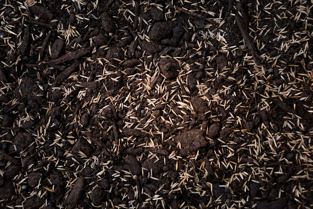 Fine Fescue Mix