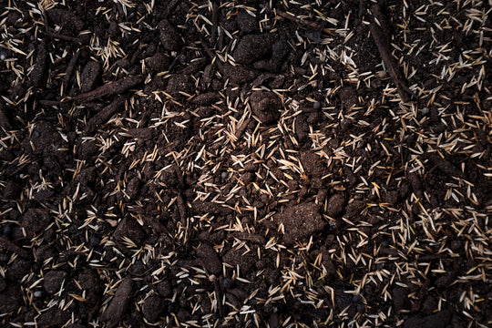 Fine Fescue Mix