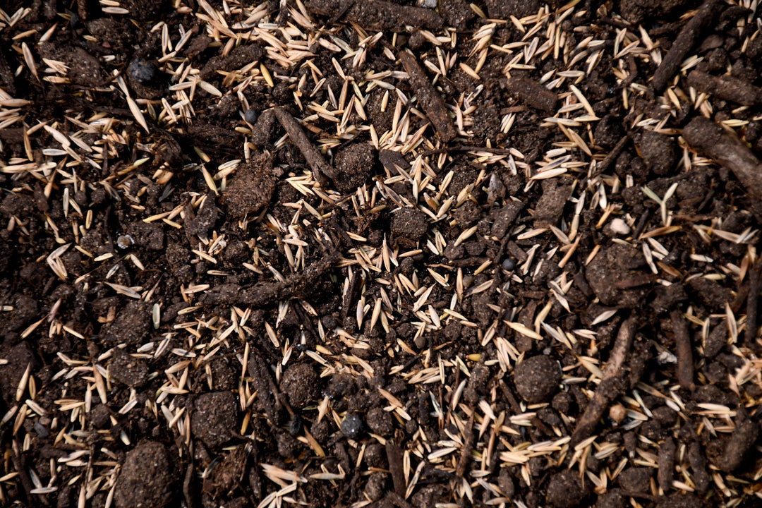Low Grow No Mow Mix - Four Fescue with Tazo