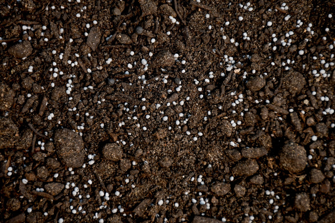 Micro Clover