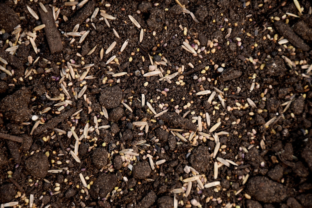 Perennial Deer Plot Mix