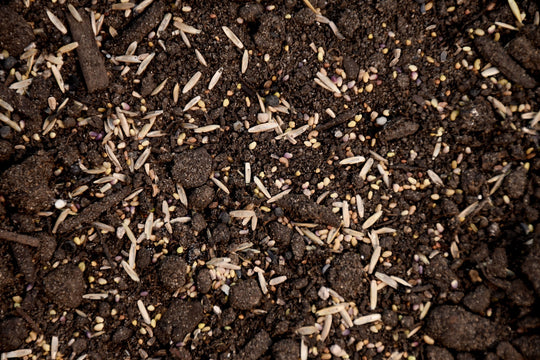 Perennial Deer Plot Mix
