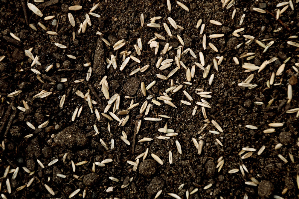 Perennial Rye Grass
