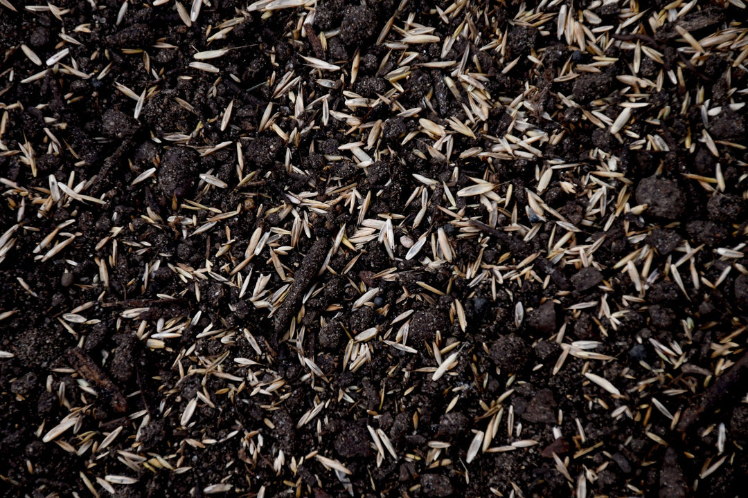 Premium Sun & Shade Mix with Tazo