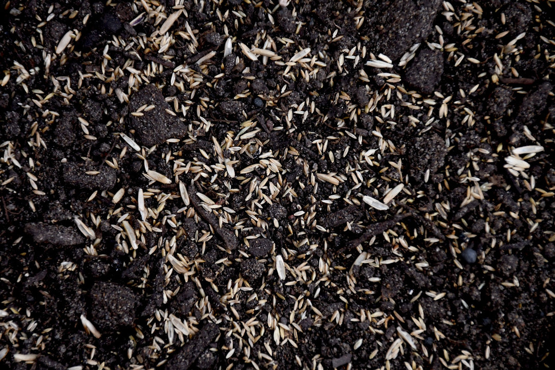 Premium Sod Overseeder Mix with Tazo