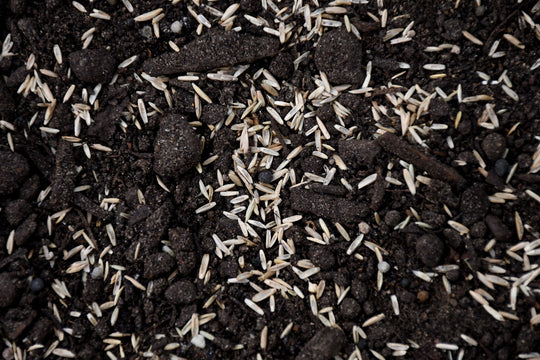 3-Way Perennial Ryegrass