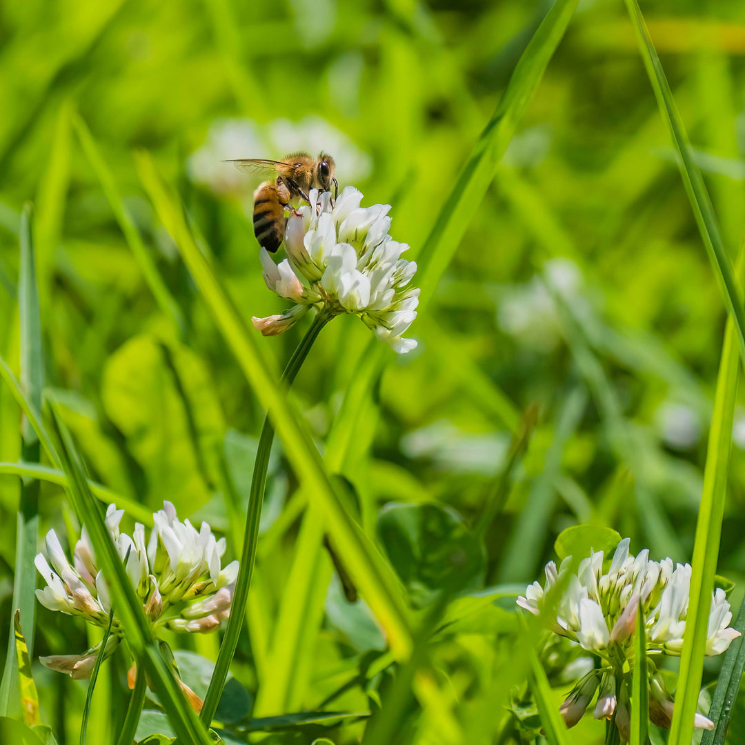 Pollinator Honeybee Lawn Mix